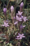 Bachblüten: Gentian